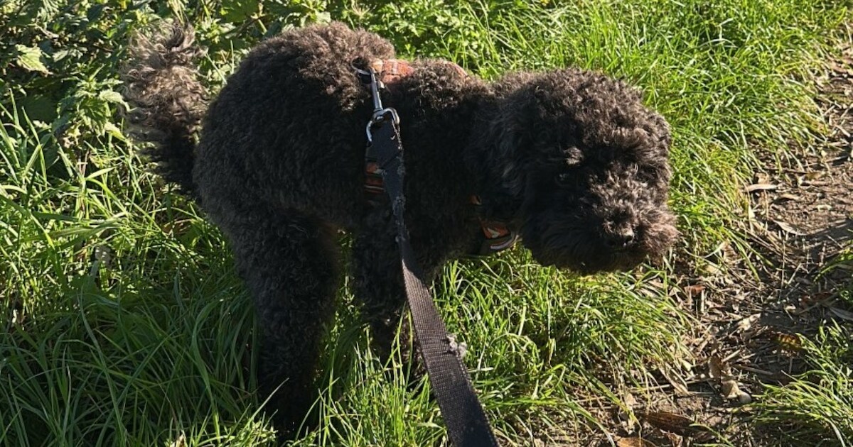 Heb jij Mowgli gezien? Dit huisdier wordt in Hardinxveld-Giessendam vermist