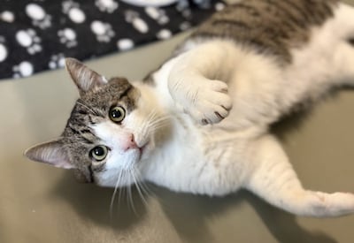 Knappe en nieuwsgierige kater Tähti zoekt baasje