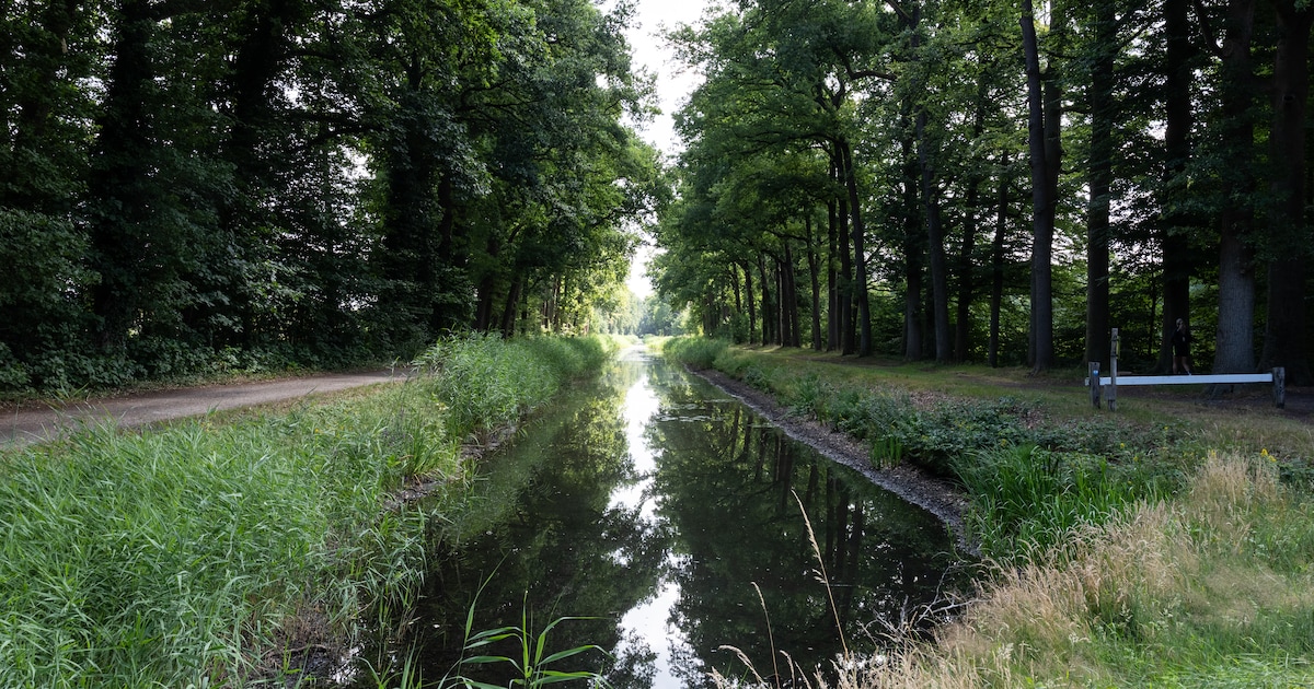 Honderden hectare bos erbij door uitdeelactie provincie: liefst 130.000 bomen en struiken gratis op 
