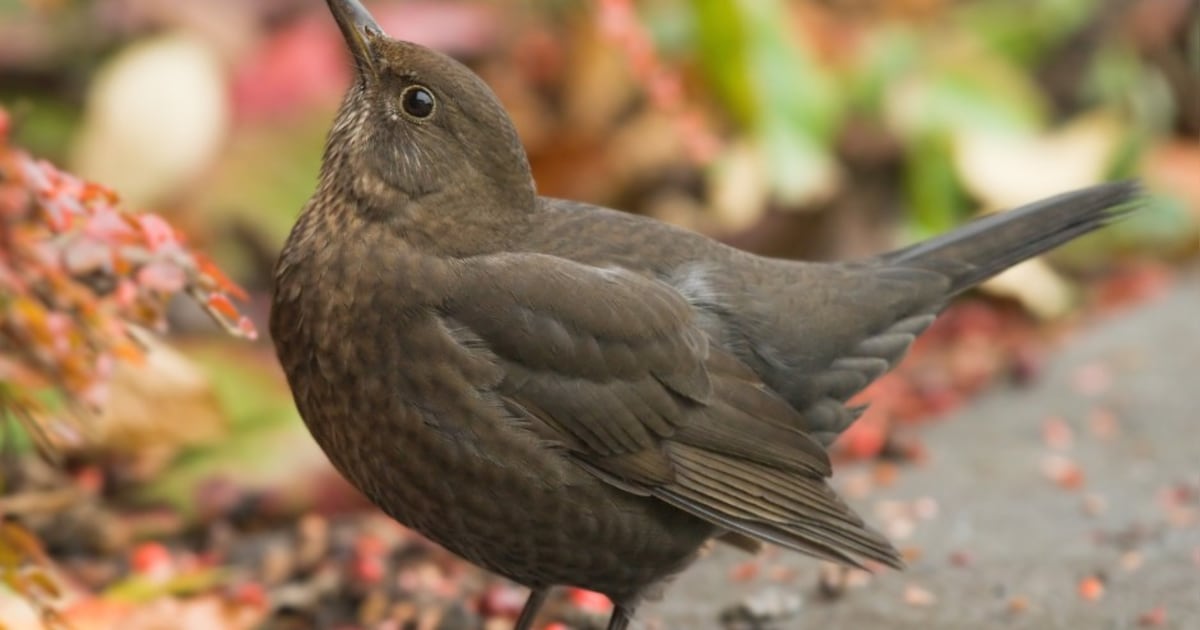 Nationale Tuinvogeltelling gestart: grote deelname in heel Nederland verwacht