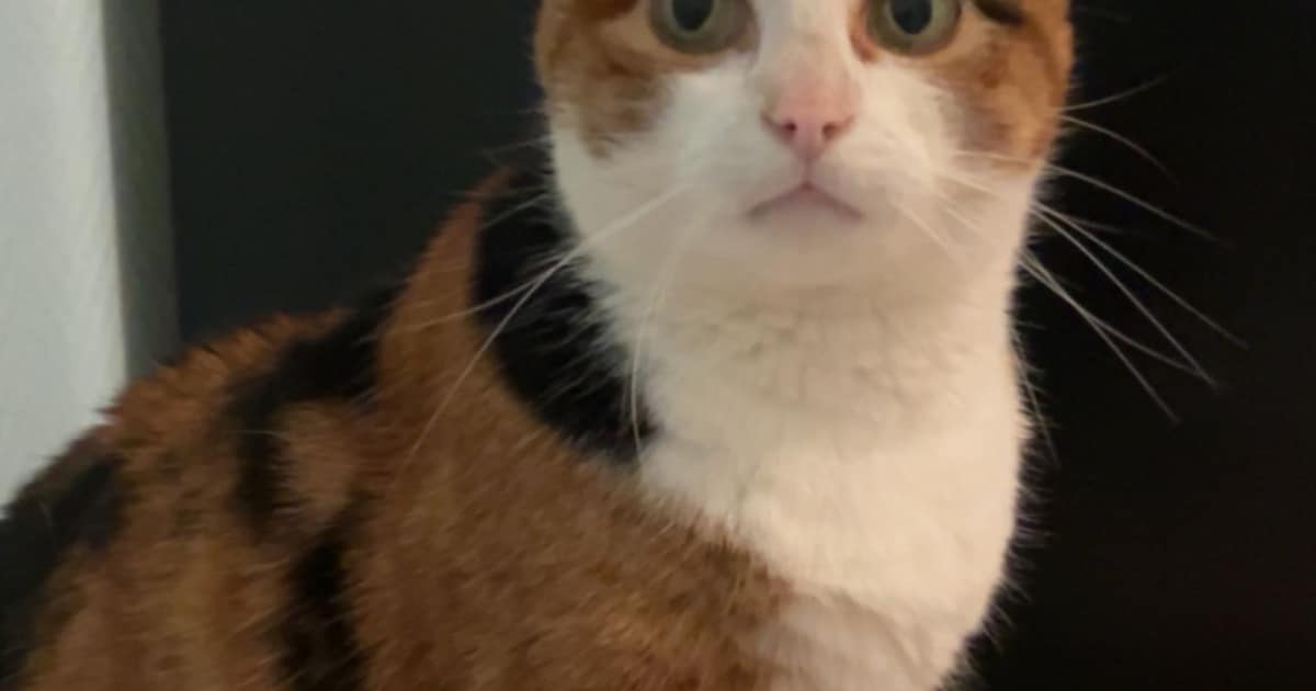 Heb jij Boncuk, Forest of Lux gezien? Deze drie huisdieren worden in Zaanstad vermist