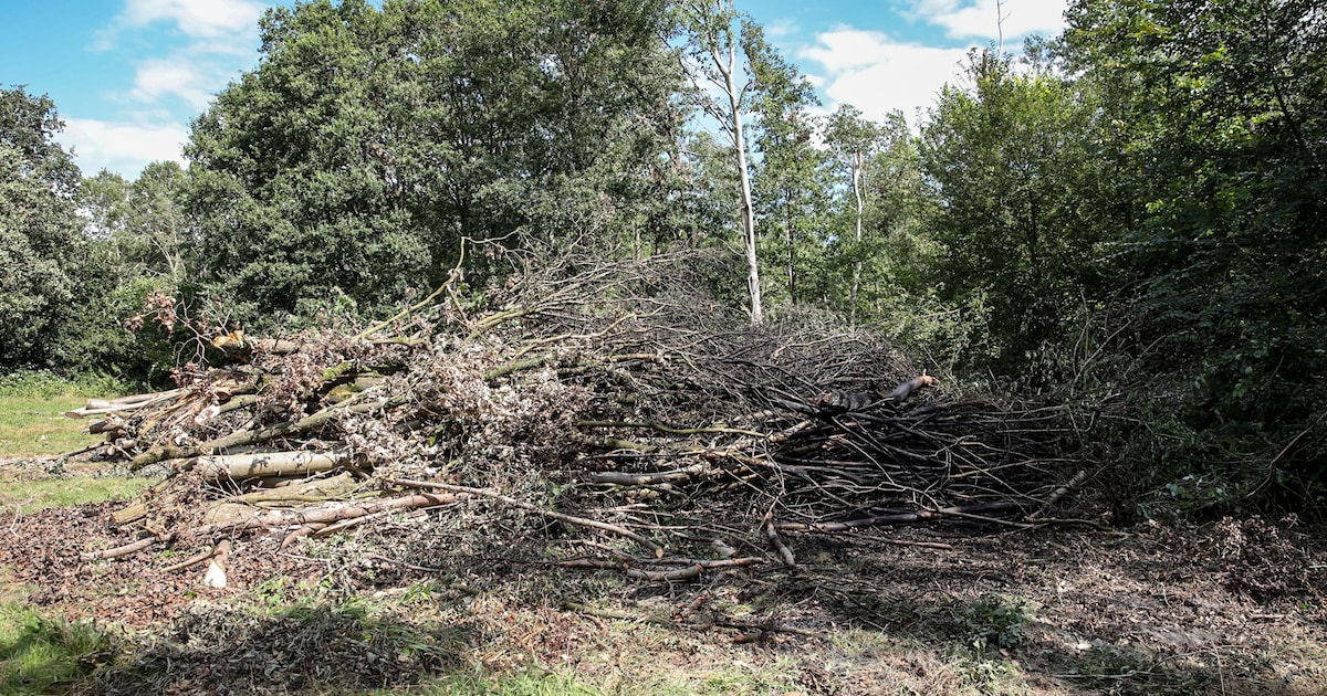 Brand in natuurgebied Borgerswold bij Veendam