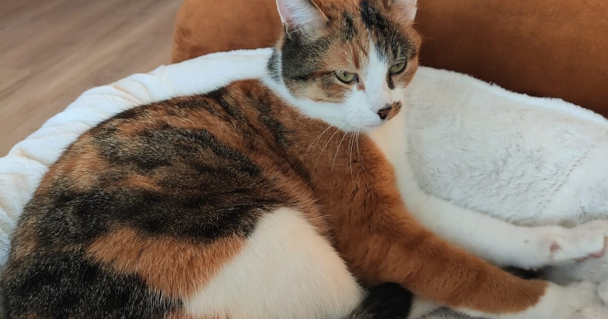 Heb jij Sokje, Mauri of Simba gezien? Deze vijf huisdieren worden in Zwijndrecht vermist