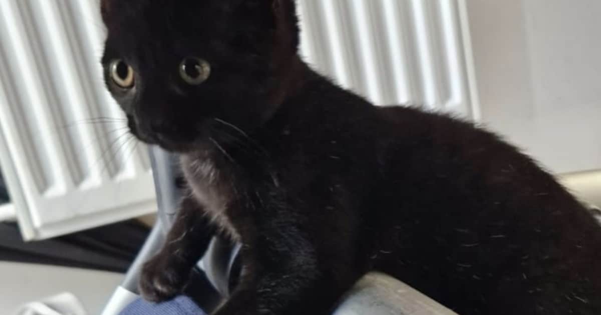 Heb jij Zelda, Blackie of Oase gezien? Deze zes huisdieren worden in Medemblik vermist