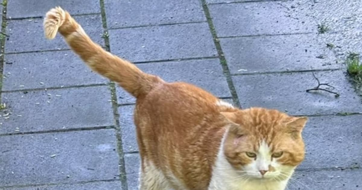 Heb jij Simba, Haribo of Lizzy gezien? Deze drie huisdieren worden in Wageningen vermist