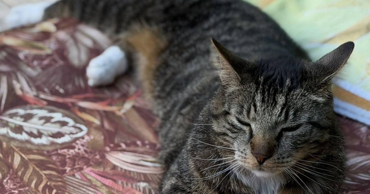 Heb jij Wolfje gezien? Dit huisdier wordt in Ermelo vermist