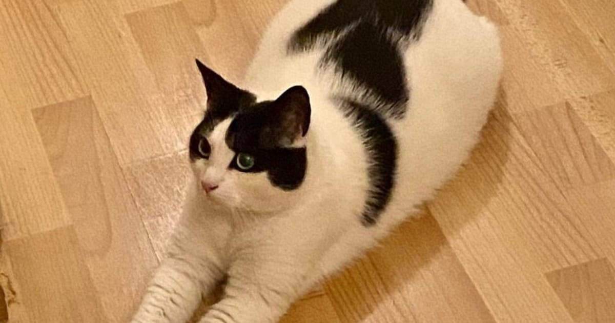 Heb jij Seppie, Ace of Snoetje gezien? Deze vier huisdieren worden in Hilversum vermist