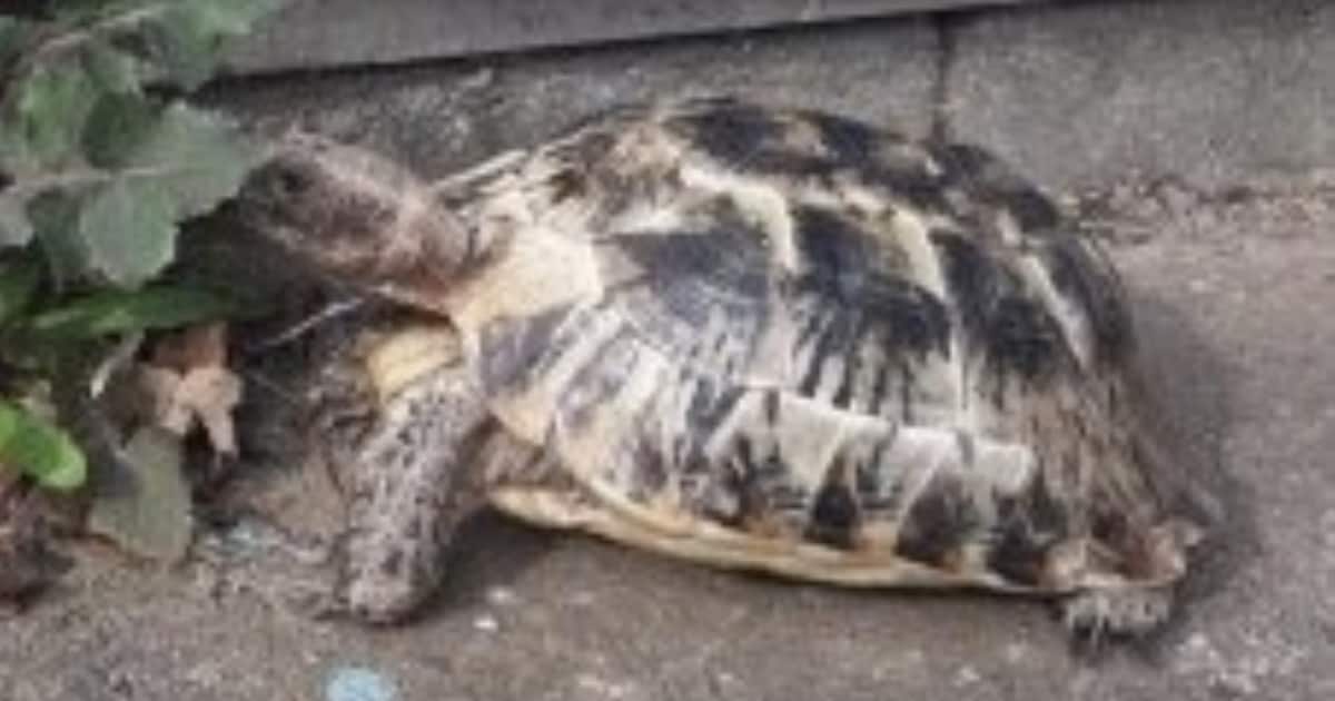 Heb jij Schillie gezien? Dit huisdier wordt in Meppel vermist
