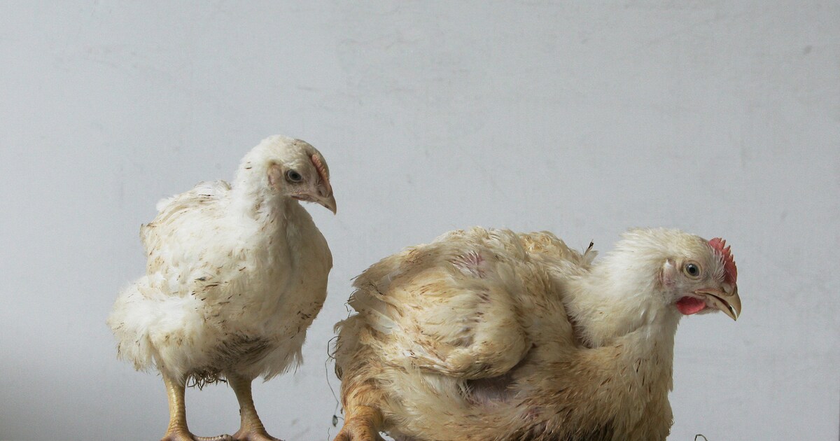 'Plofkip moet ook uit restaurants' | Nieuws | AD.nl