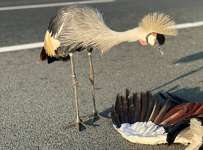 Emoties om kraanvogel en dode partner op A2: moeten we dit soort tropische vogels wel houden?