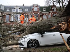 Omgevallen boom richt flinke ravage aan op Groot Hertoginnelaan in Den Haag