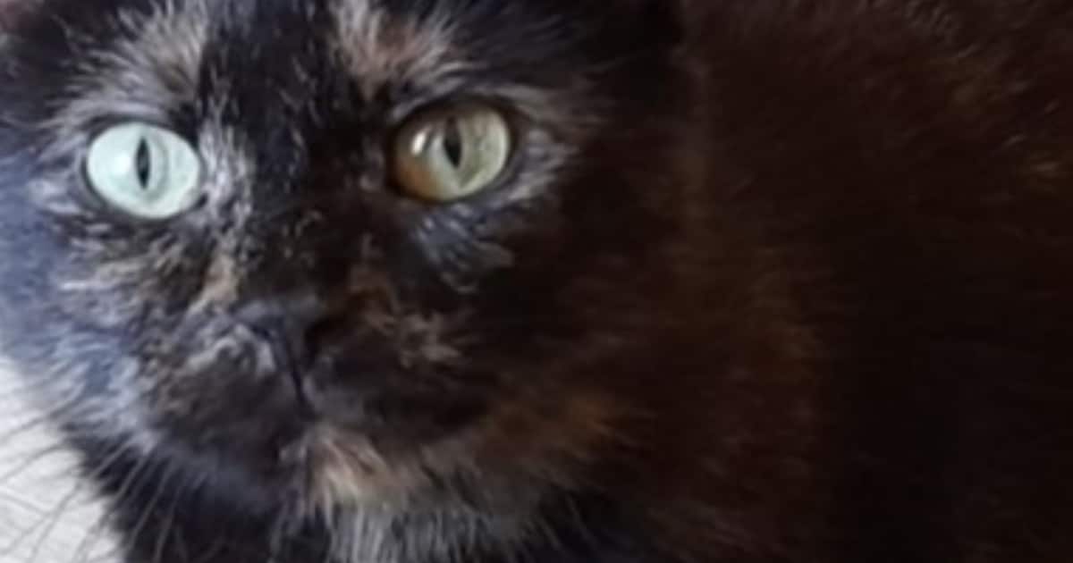 Heb jij Gypsie gezien? Dit huisdier wordt in Meerssen vermist