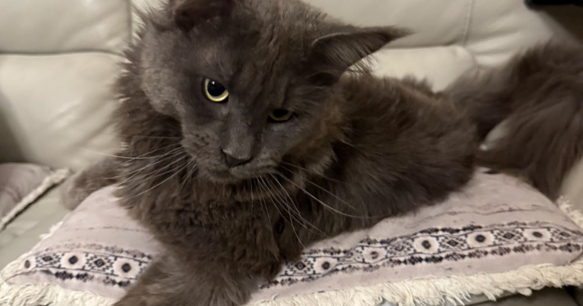 Heb jij Onyx, Lia of Pigeon gezien? Deze vier huisdieren worden in Almere vermist