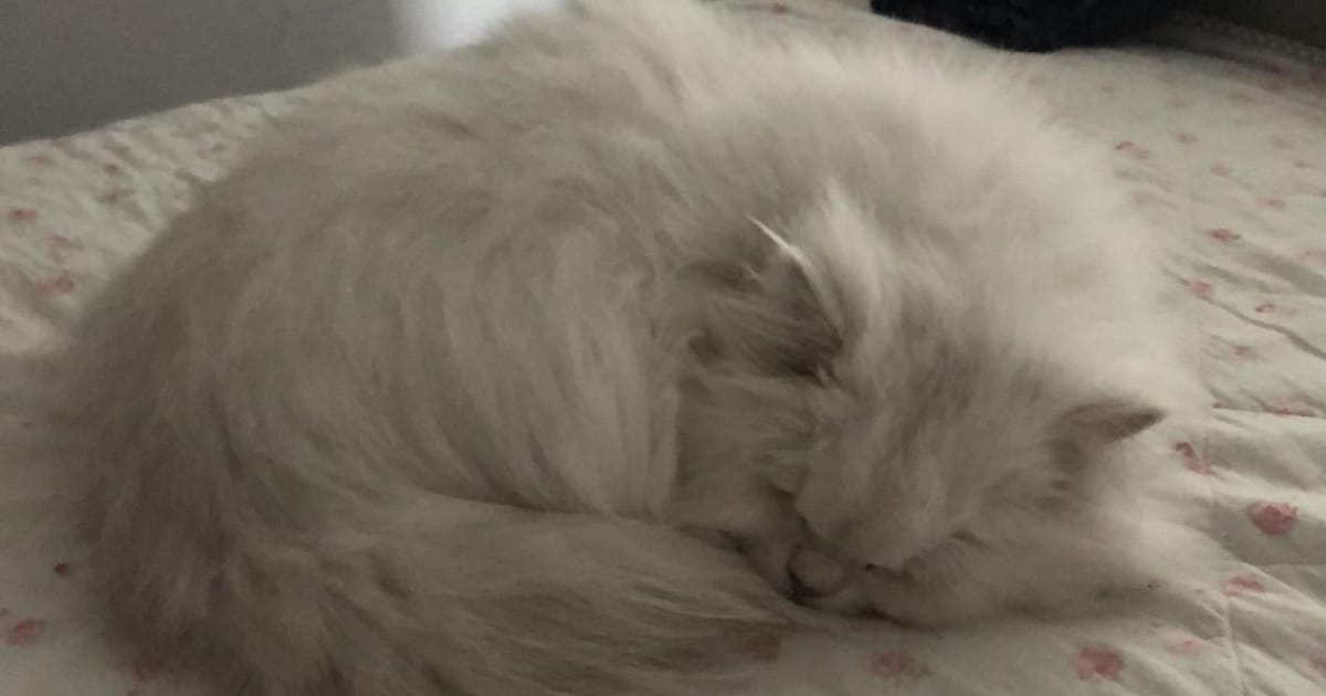 Heb jij Chester, George of Ozzy gezien? Deze drie huisdieren worden in Middelburg vermist