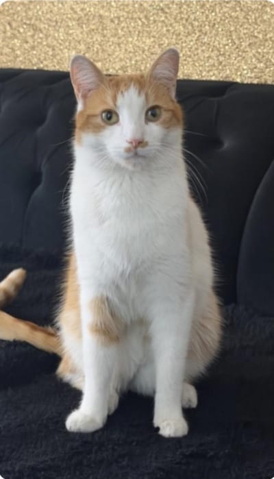 Heb jij Dakota of Belto gezien? Deze twee huisdieren worden in Roosendaal vermist