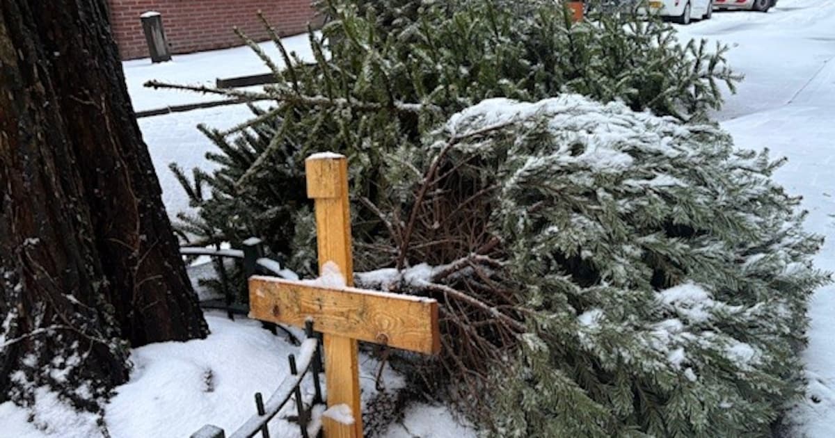 Kerstbomen inzamelen in Haarlem alleen op 14 januari