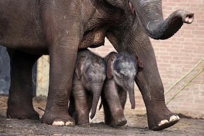 Image related to the article