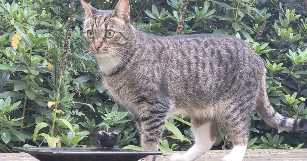 Heb jij Minou of Mooz gezien? Deze twee huisdieren worden in Barneveld vermist