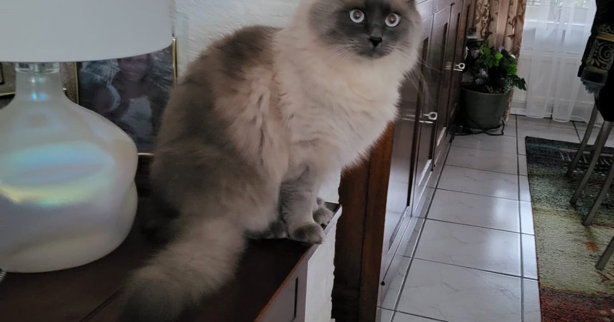 Heb jij Hera, Kenzo of Neo gezien? Deze drie huisdieren worden in Brunssum vermist