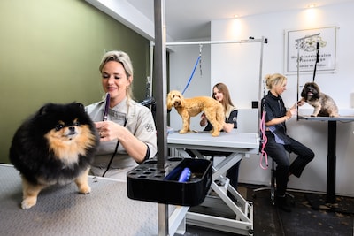 Hond naar de kapper? Geduld graag: er zijn nog 102 wachtende honden vóór u