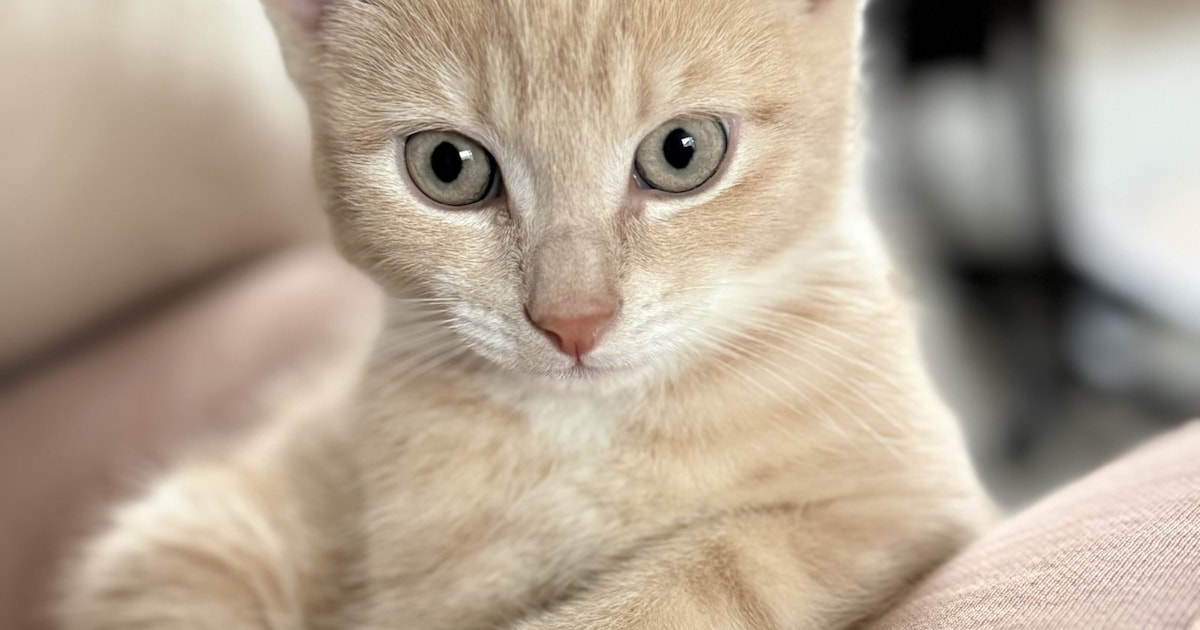 Heb jij Simba gezien? Dit huisdier wordt in Enkhuizen vermist