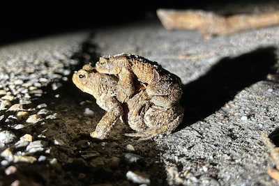 Image related to the article