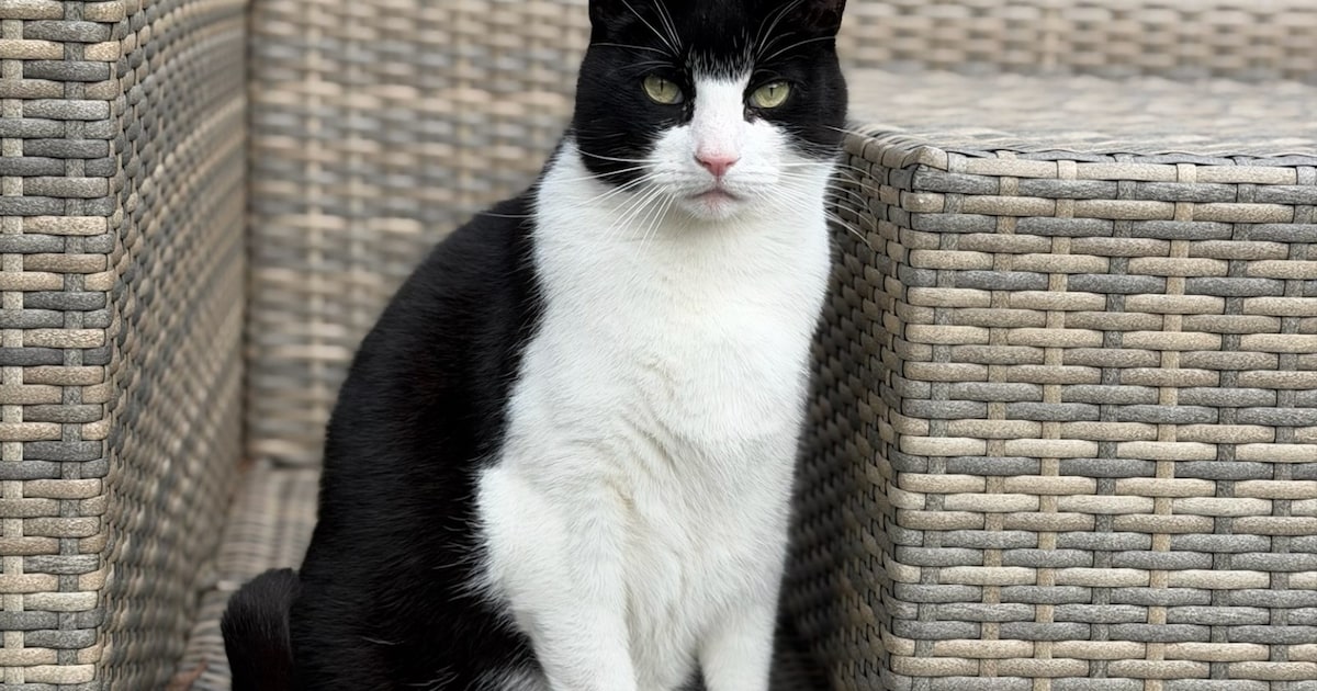 Heb jij Jerry gezien? Dit huisdier wordt in Aalsmeer vermist