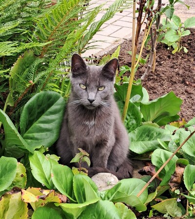 Heb jij Foss, Sjakie of Jaap gezien? Deze drie huisdieren worden in Doetinchem vermist