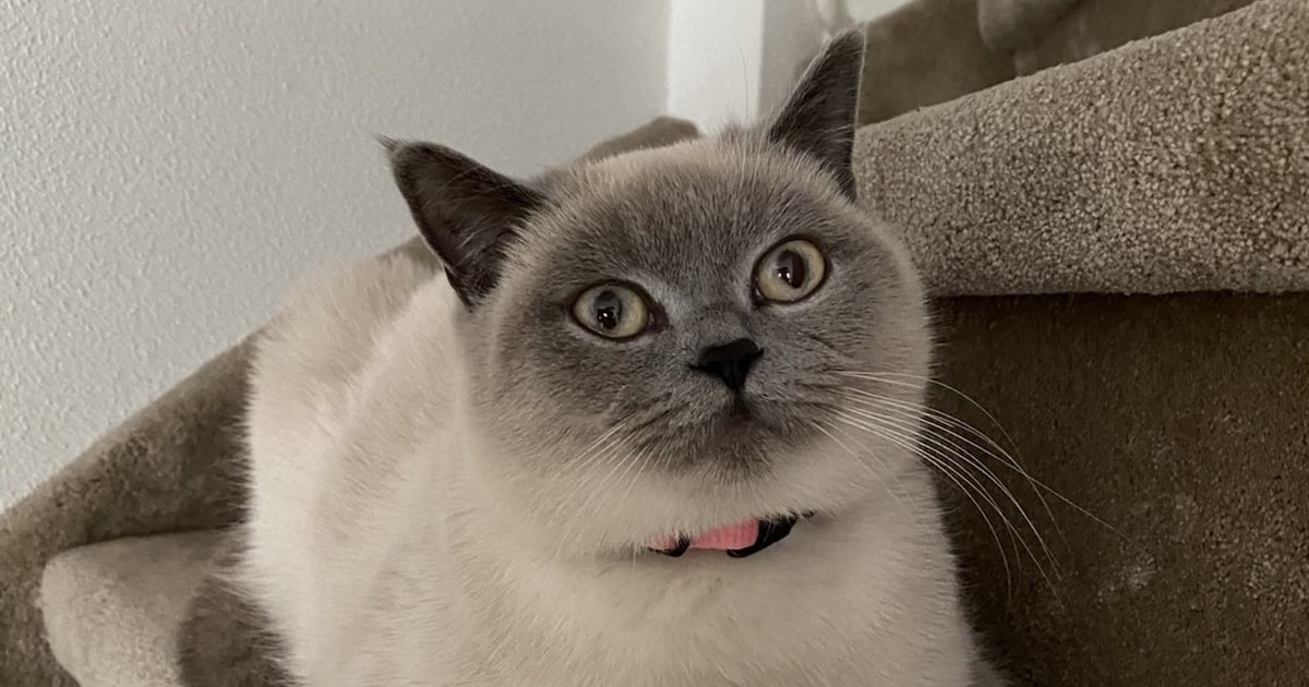 Heb jij Mila gezien? Dit huisdier wordt in Hattem vermist