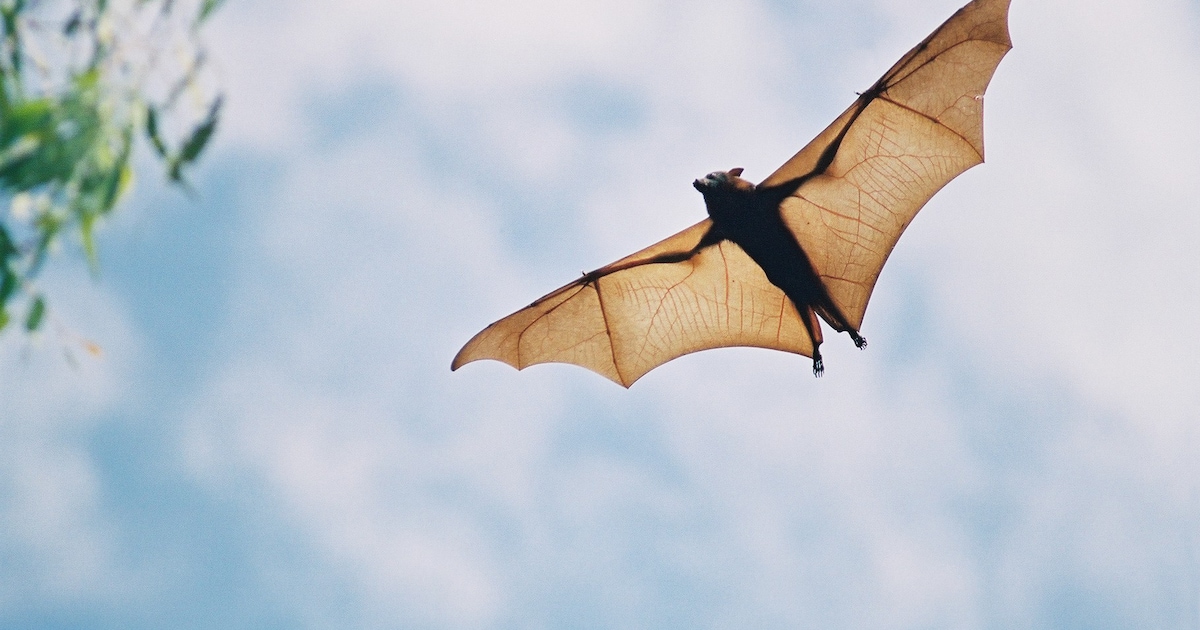 Met een batdetector op pad: Vleermuiswandeling met ecologen in Grashoek