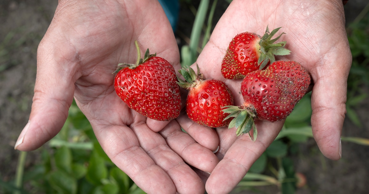Moestuinworkshop met aardbeien in Heusden: creëer je eigen moestuin