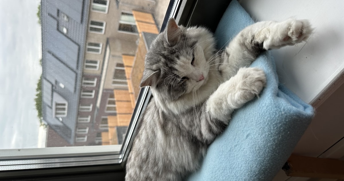 Heb jij Momo of Hans gezien? Deze twee huisdieren worden in Nieuwegein vermist