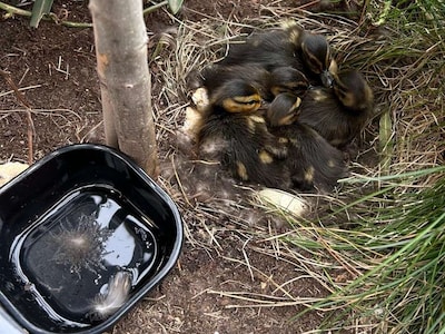 Vijf eendenkuikens vast in plantenbak: ambulancechauffeur lokt moedereend met piepend jong