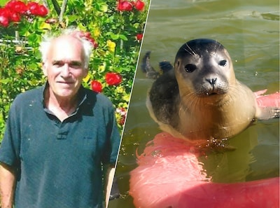 Joost (84) ziet ‘zielige’ zeehondenpup op strand en neemt hem mee naar huis: ‘Ik moest wel’