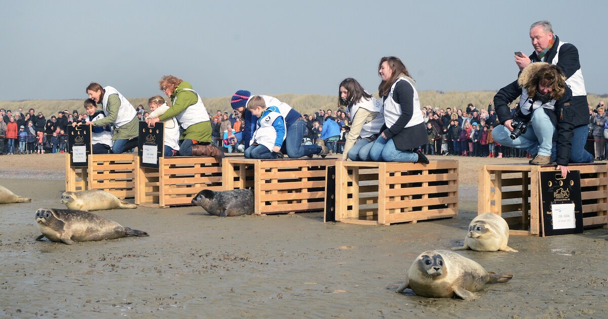 Zeehonden Ayla en Senshi terug naar zee: vrijlating bij beachclub Perry’s | Goeree-Overflakkee