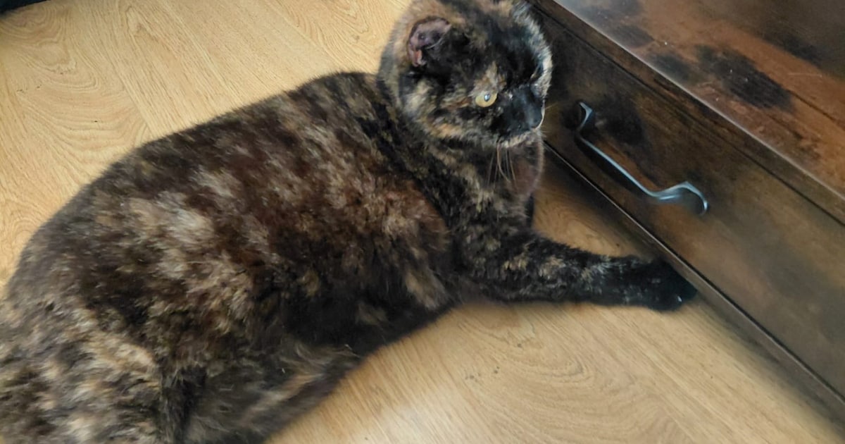 Heb jij Moos gezien? Dit huisdier wordt in Staphorst vermist