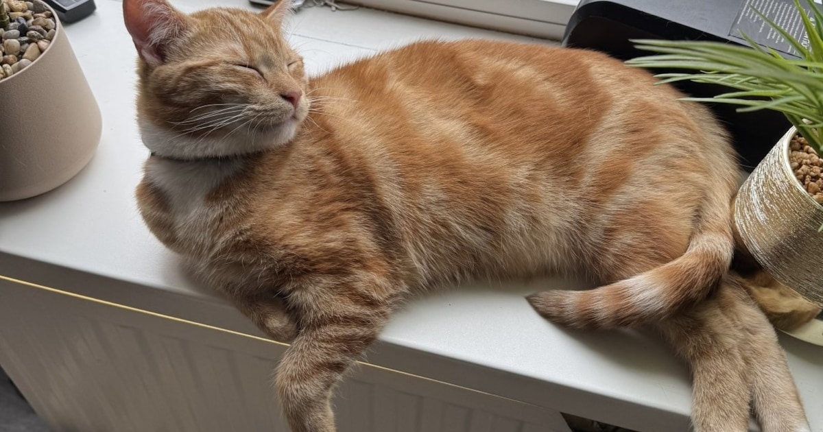Heb jij Binky of Willem gezien? Deze twee huisdieren worden in Bunnik vermist