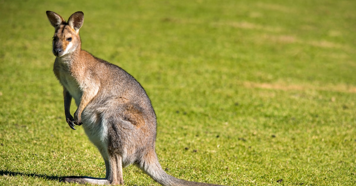 Wallaby aan de wandel op Walcheren: ‘Hij is klein, maar heel sterk en extreem snel’