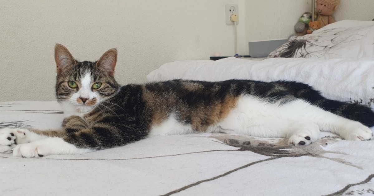 Heb jij Guus gezien? Dit huisdier wordt in Voerendaal vermist