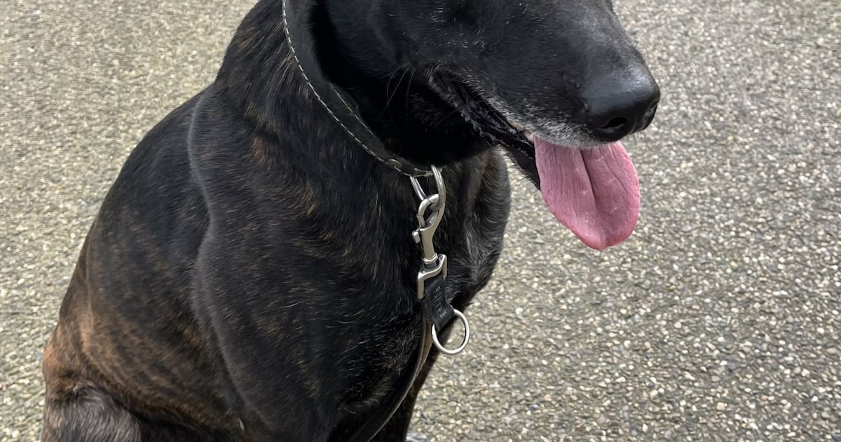 Heb jij Storm gezien? Dit huisdier wordt in Peel en Maas vermist