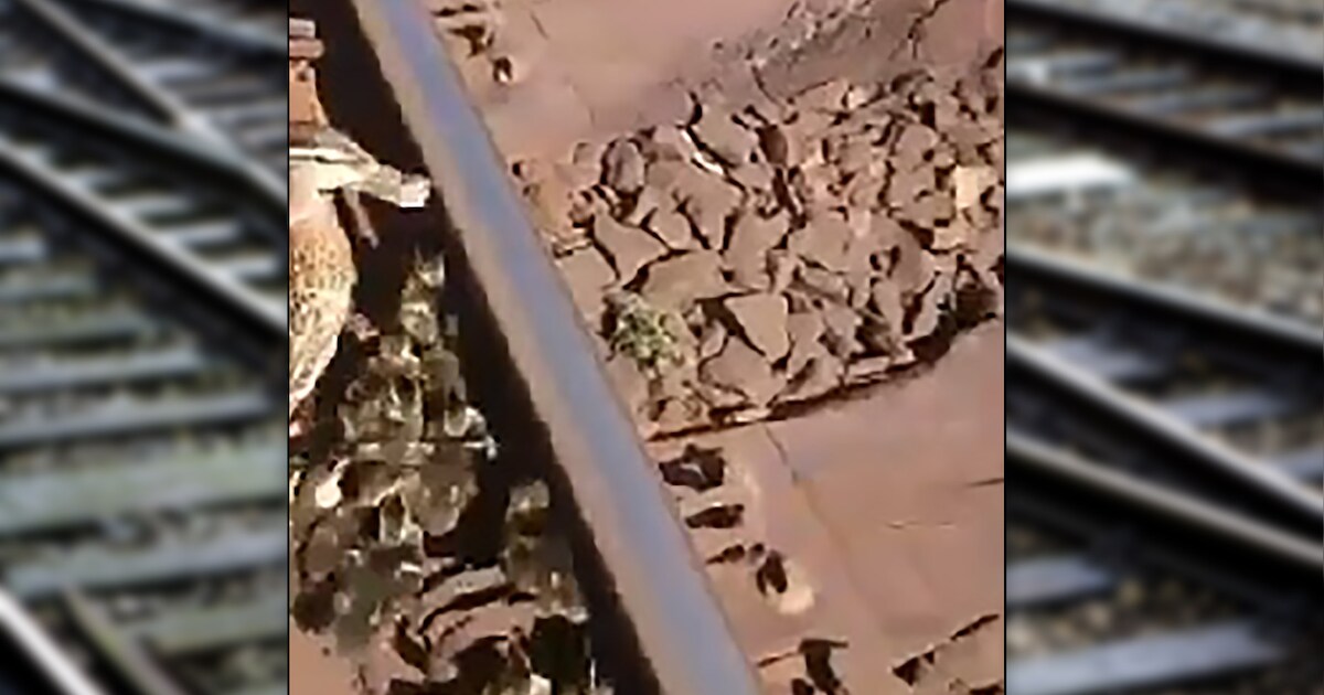 Brabander redt stel kuikens en moedereend van spoor | Nieuws | AD.nl