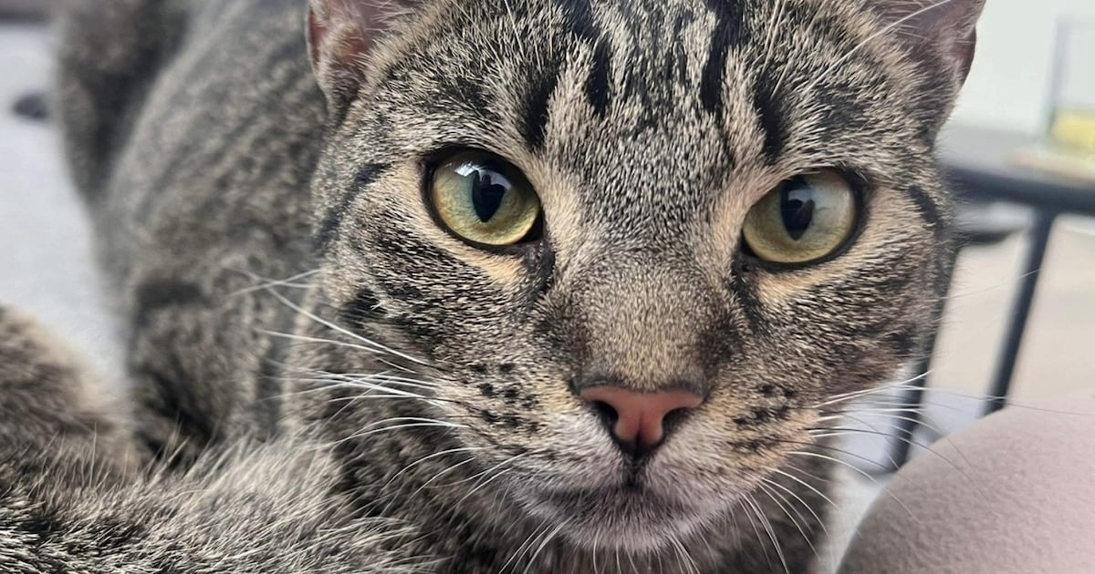 Heb jij Luna gezien? Dit huisdier wordt in Papendrecht vermist
