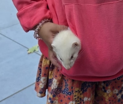 Heb jij Homie, Furgie of Zazu gezien? Deze zes huisdieren worden in Wijchen vermist