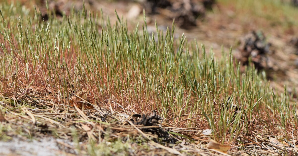 IVN-gids leidt wandeling door voedselarm natuurgebied Rozendaal