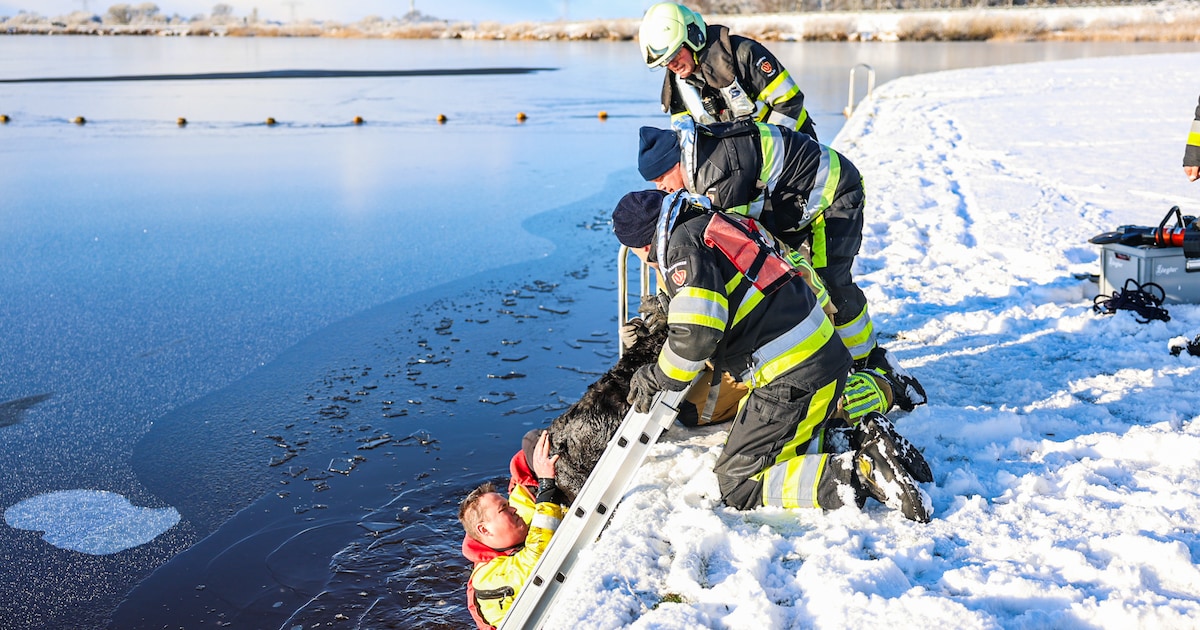 Hond zakt door ijs in het Tjeukemeer in Sint Nicolaasga