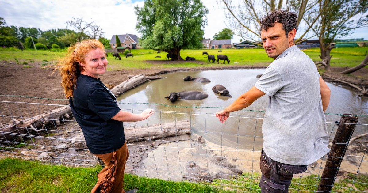 Wegens drukte alleen nog zaterdag ‘op safari’ bij buffelboerderij: ‘Vrouw wilde de wei in’