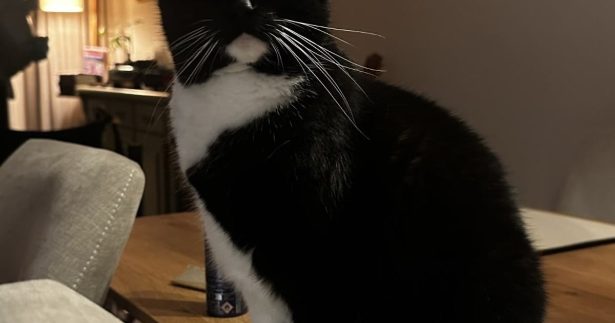 Heb jij Kiki gezien? Dit huisdier wordt in Koggenland vermist