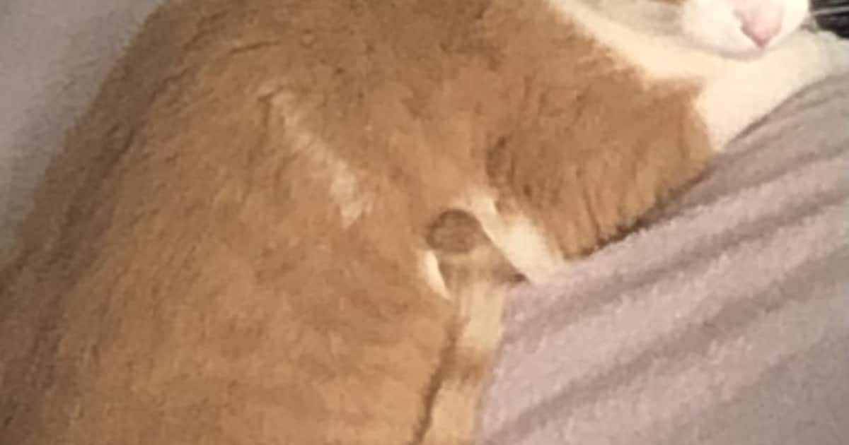 Heb jij Tijgertje gezien? Dit huisdier wordt in Doetinchem vermist