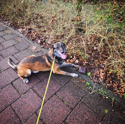 Gepensioneerde Jax schiet nog altijd te hulp, vindt verloren portemonnee: ‘Blijft politiehond in har