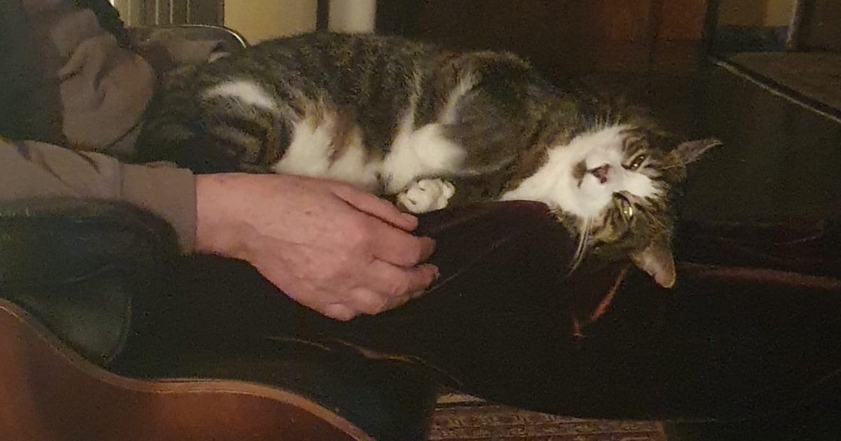 Heb jij Leike gezien? Dit huisdier wordt in Voerendaal vermist